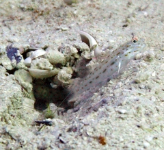 Ctenogobiops crocineus