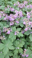 Geranium × cantabrigiense