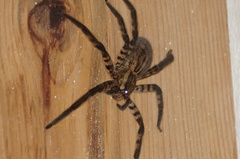 Cupiennius salei