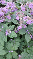 Geranium × cantabrigiense