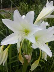 Crinum moorei