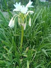 Crinum moorei