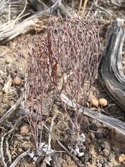 Eriogonum nidularium