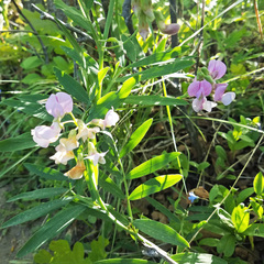 Lathyrus pauciflorus