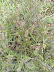 Lepidium bipinnatifidum