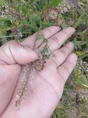 Lepidium bipinnatifidum