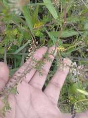 Lepidium bipinnatifidum