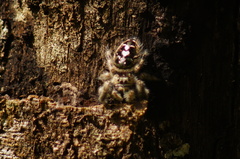 Phidippus bidentatus