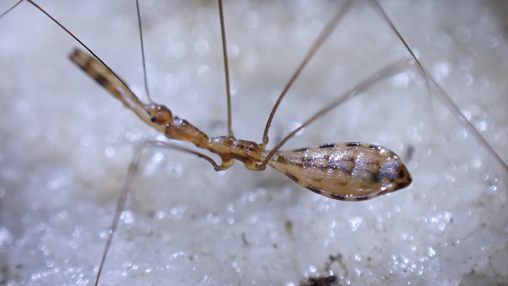 House thread-legged bug