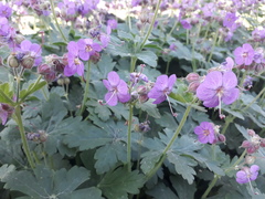 Geranium × cantabrigiense