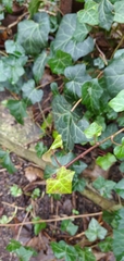 Hedera helix