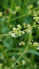 Galium
