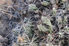 Grusonia aggeria