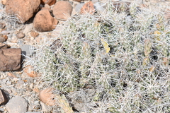 Grusonia aggeria