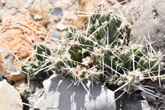 Grusonia aggeria