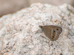 Stegosatyrus periphas