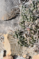 Grusonia aggeria