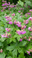 Geranium × cantabrigiense