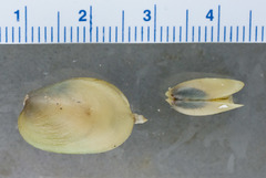 Musculus niger