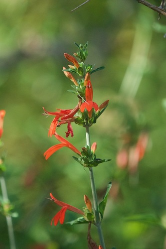 Image of Justicia palmeri by (c) Bill Levine, some rights reserved (CC BY)
