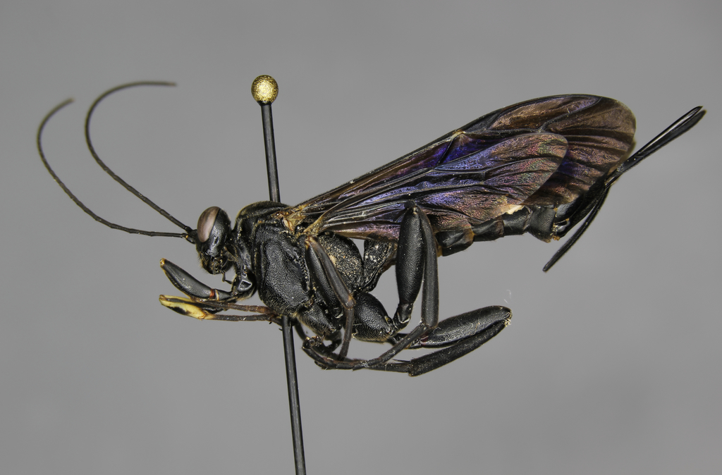 Pimpla maura