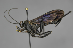 Pimpla maura