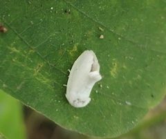 Niphopyralis