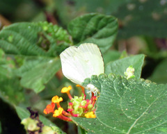 Abaeis arbela gratiosa