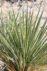 Yucca torreyi