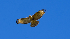 Buteo japonicus