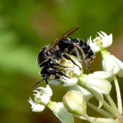 Protandrena cockerelli