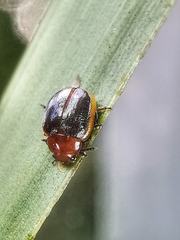 Phaedonia inclusa