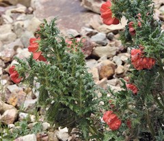 Caiophora chuquitensis