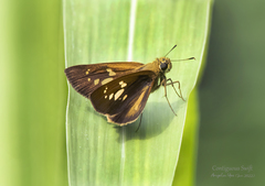 Polytremis lubricans