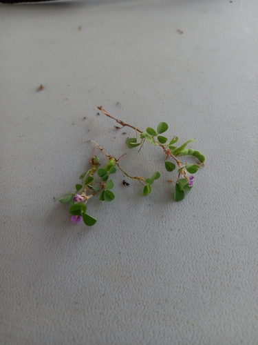 Desmodium triflorum iNat (3)
