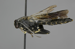 Pimpla maura