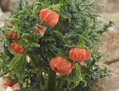 Caiophora chuquitensis