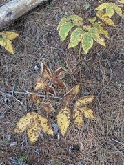 Media resource of Aralia nudicaulis