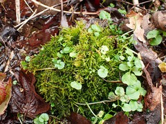 Palustriella decipiens