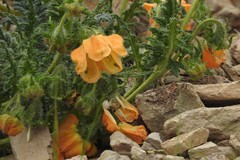 Caiophora chuquitensis