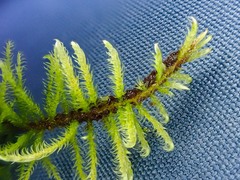 Palustriella decipiens