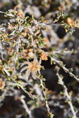 Purshia ericifolia