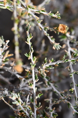 Purshia ericifolia