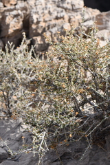 Purshia ericifolia