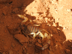 Androctonus dekeyseri