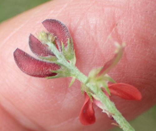 Image of Indigofera erecta by (c) Nicola van Berkel, some rights reserved (CC BY-SA)