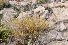 Tecoma stans angustata