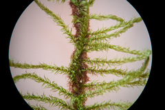 Palustriella decipiens