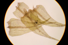 Palustriella decipiens