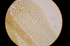 Palustriella decipiens